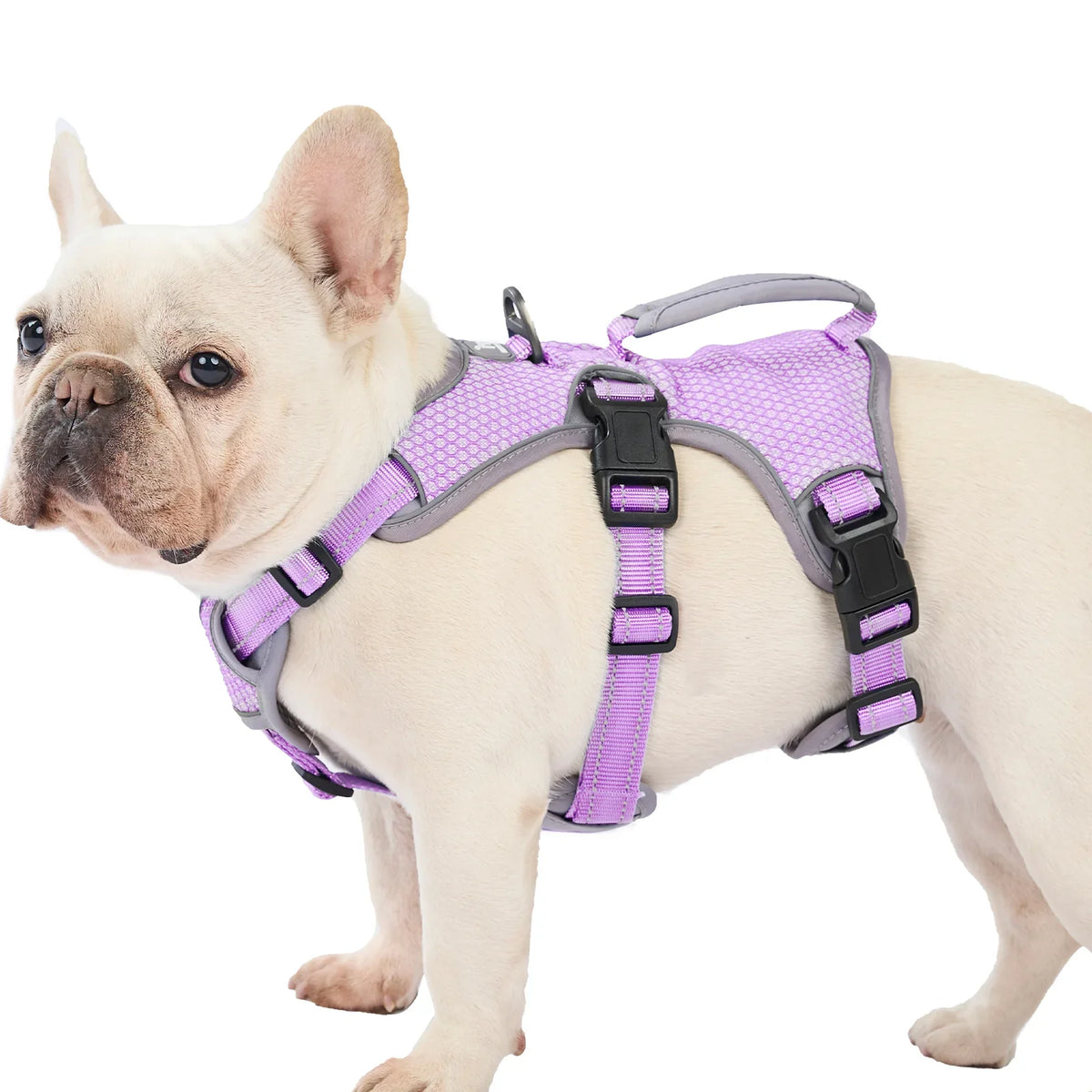 Dog Harness